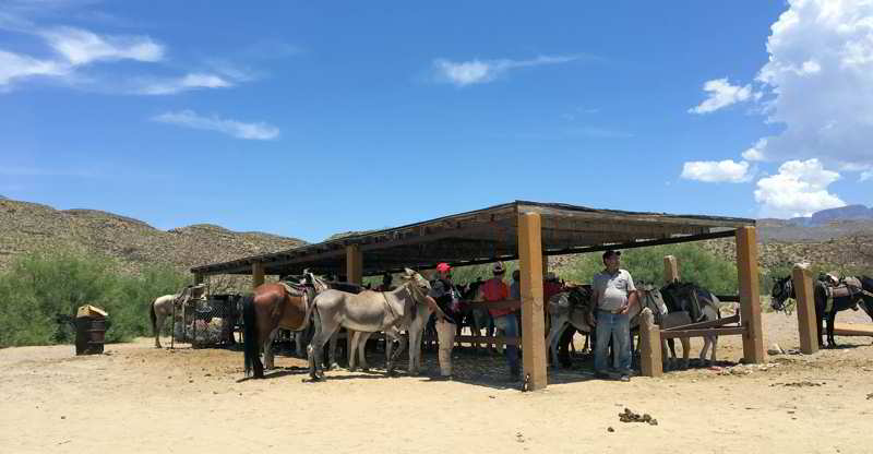 Burros